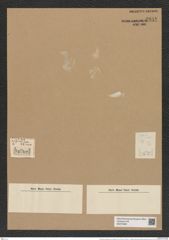 Hemiaulus polymorphus var. pusillus Grun. (de-Toni-Nr.: Genus 117, Species 3392) Zeichnungen Sammlung Grunow Nr. 6818 (NHMW-BOT-W0375665)